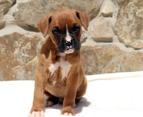 Lemmi Boxer