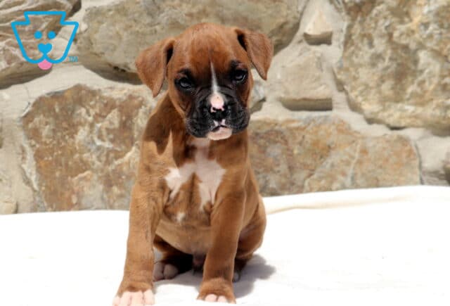 Lemmi Boxer image