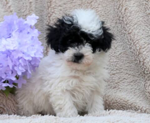 Lenny Mini Poodle