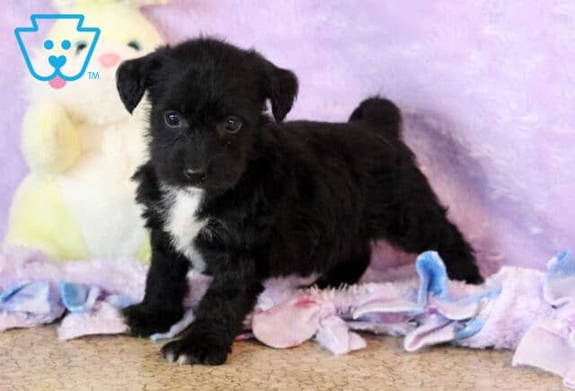 Leo Jackapoo image
