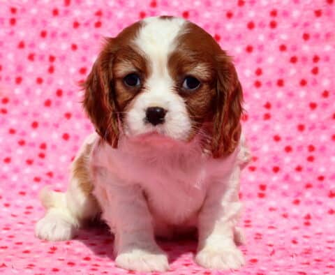 Lexy Cavalier