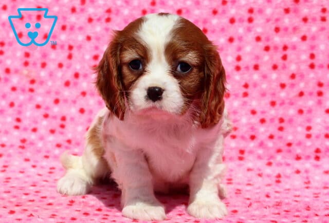 Lexy Cavalier image