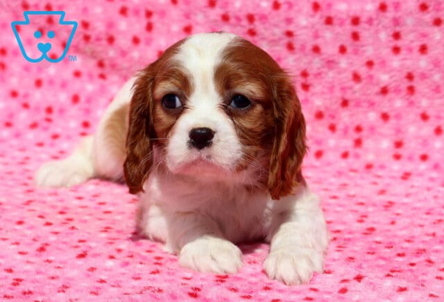 Lexy Cavalier2 image