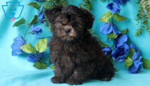 Lhasa Apso Mix