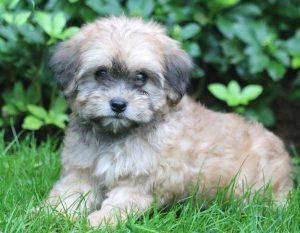 Lhasapoo puppies for sale