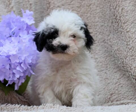Libby Mini poodle