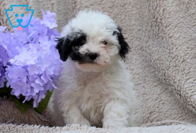 Libby Mini poodle image