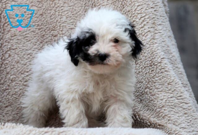 Libby Mini poodle2 image