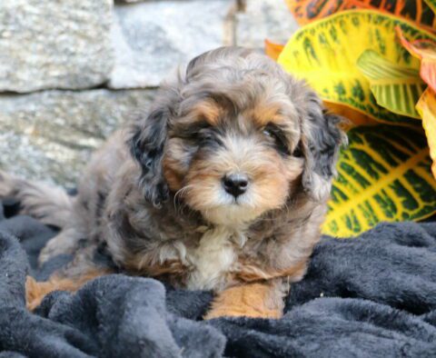 Lila Mini Bernedoodle