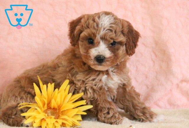 Lila Mini Poodle 1-001