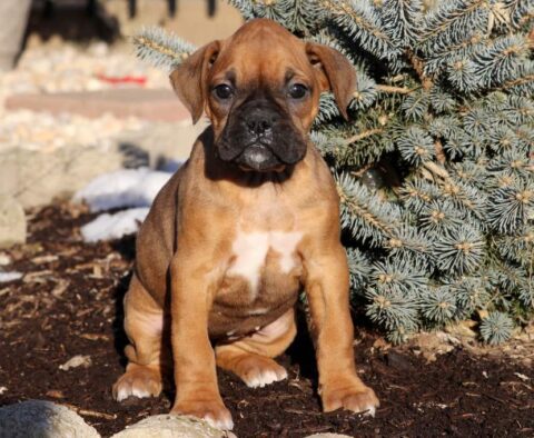 Lilac Boxer