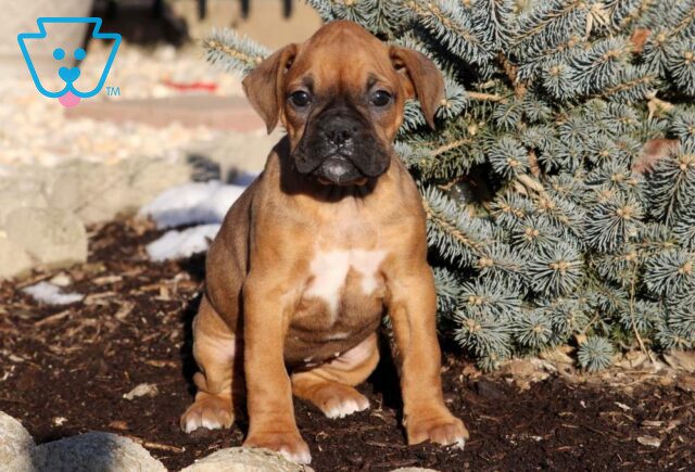 Lilac Boxer image