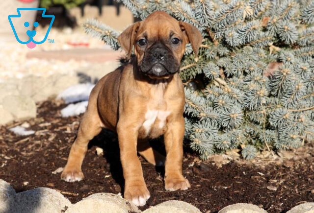Lilac Boxer2 image