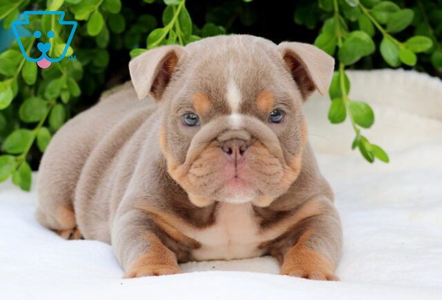 Lilac English Bulldog 1-001