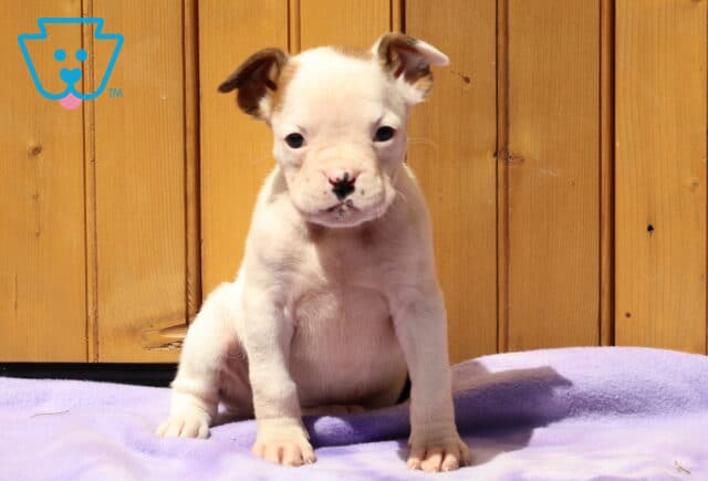 Lilly Boxer image