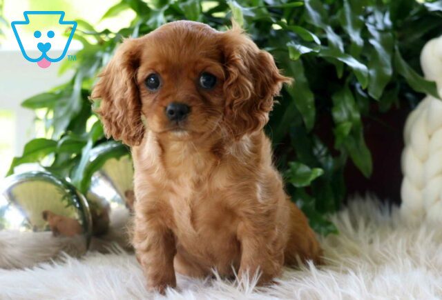 Lilly Cavapoo