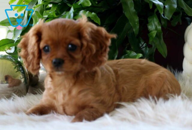 Lilly Cavapoo2