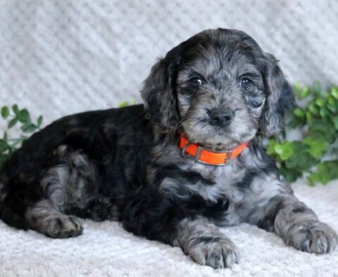 Lilo Cockapoo