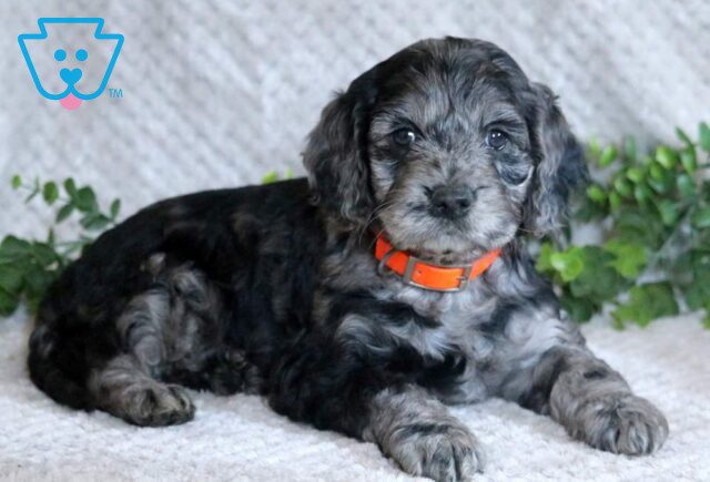 Lilo Cockapoo image