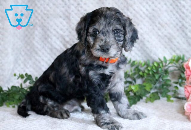 Lilo Cockapoo2 image