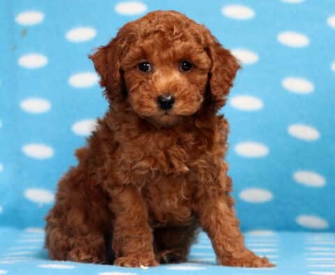 Lilo Mini Poodle2