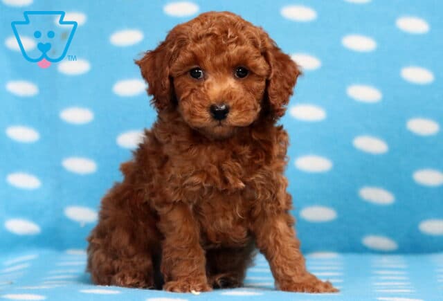 Lilo Mini Poodle2 image
