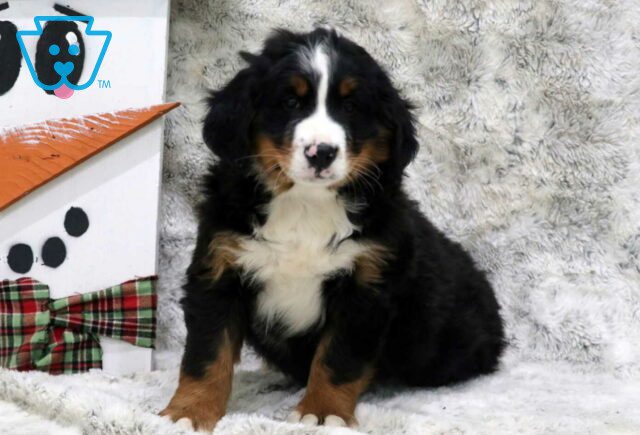 Lincoln Bernese