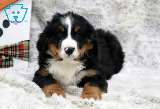 Lincoln Bernese2