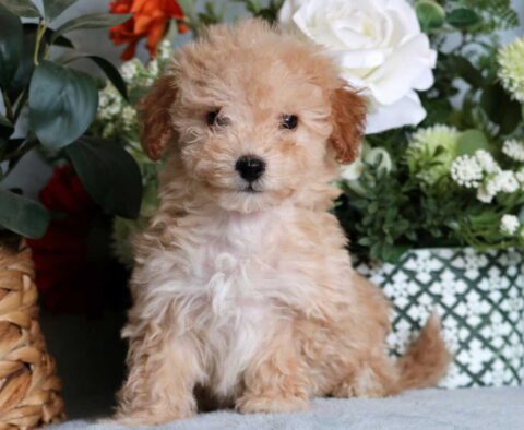 Lisa Mini Poodle