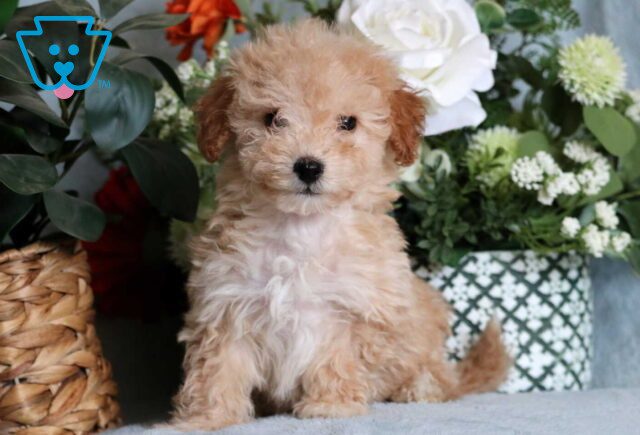 Lisa Mini Poodle image