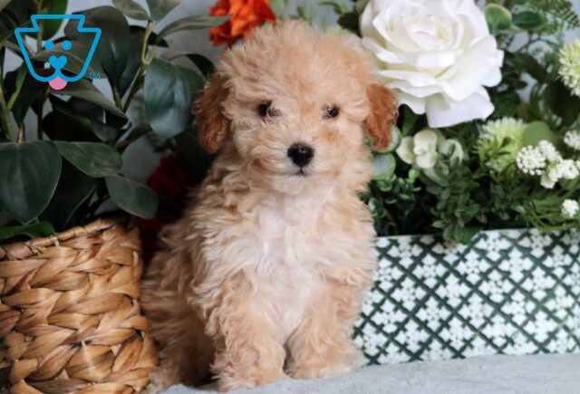 Lisa Mini Poodle2 image