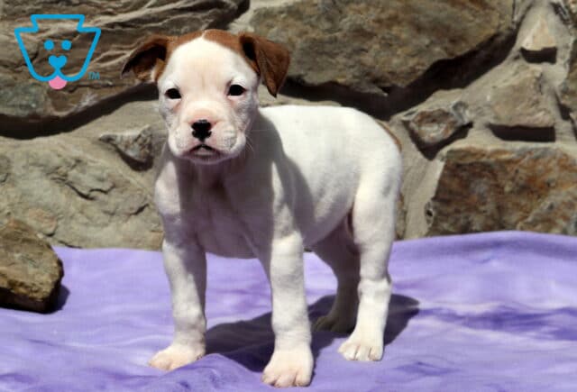 Lola Boxer image