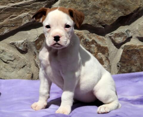 Lola Boxer2