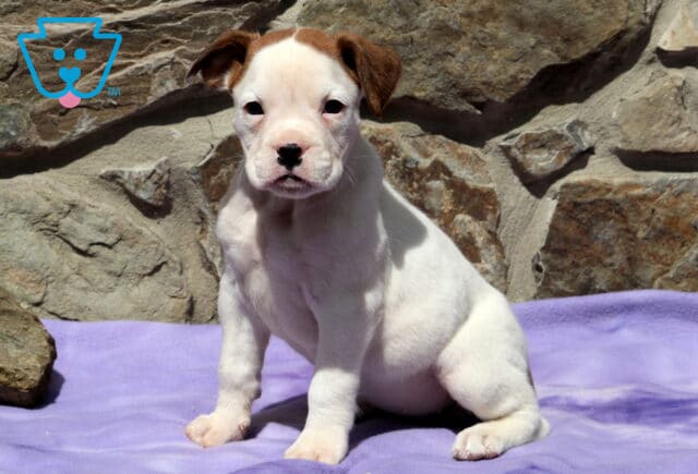 Lola Boxer2 image