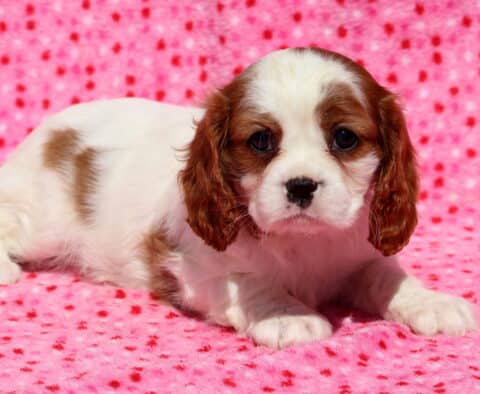 Lola Cavalier