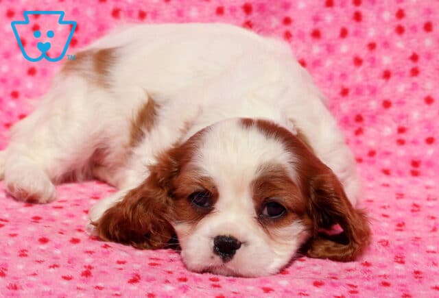 Lola Cavalier2 image