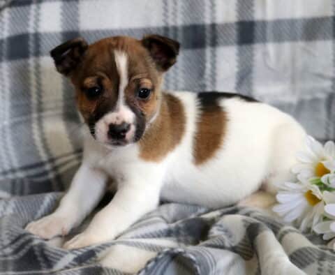 Lola Jack Russell2