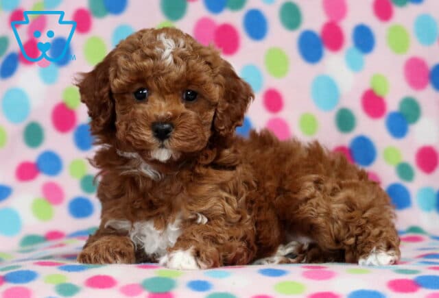 Lola Mini Poodle image