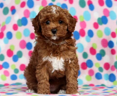 Lola Mini Poodle2