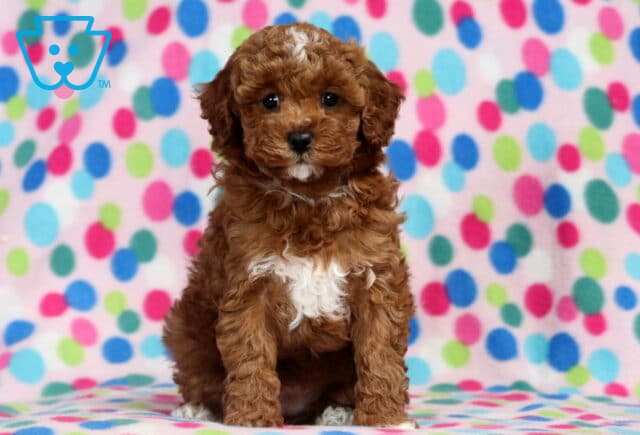 Lola Mini Poodle2 image
