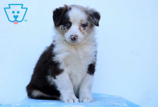 London Australian Shepherd