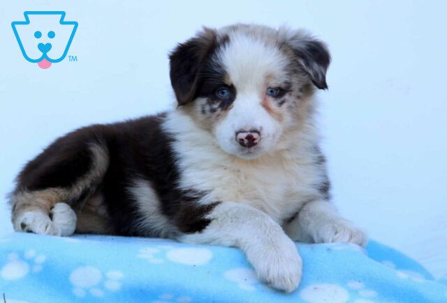 London Australian Shepherd2