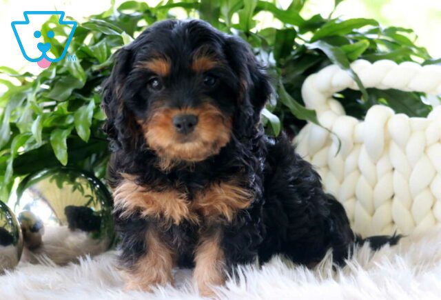 Louie Cavapoo