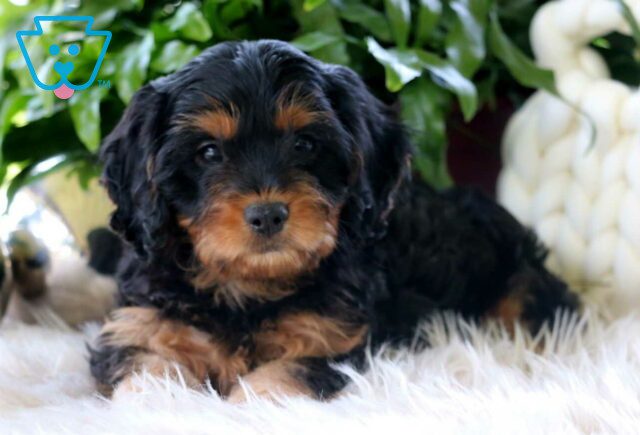 Louie Cavapoo2