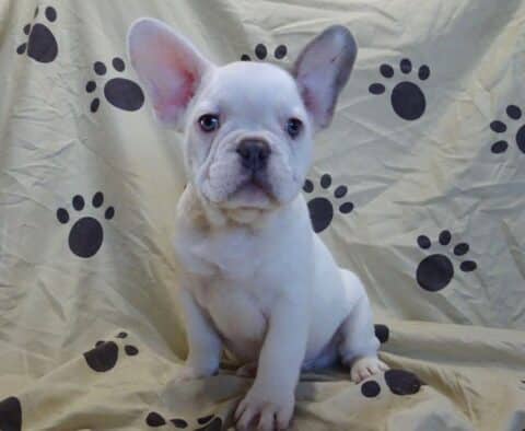 Louie French Bulldog Retake4