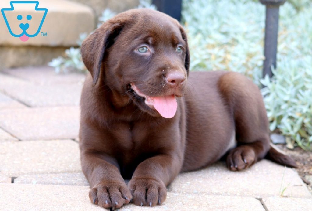 Love Choc Lab 2