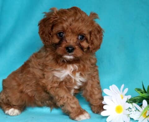 Lovey Cavapoo