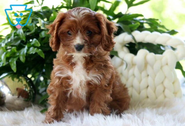 Lovey Cavapoo