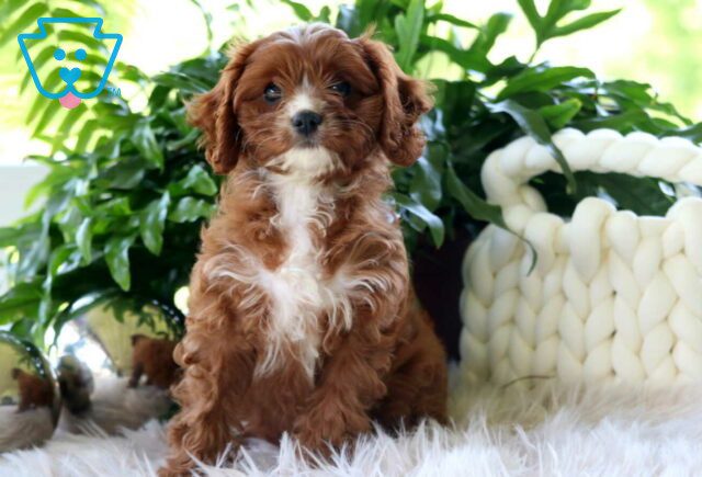 Lovey Cavapoo2