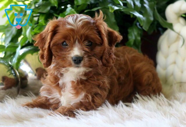 Lovey Cavapoo3